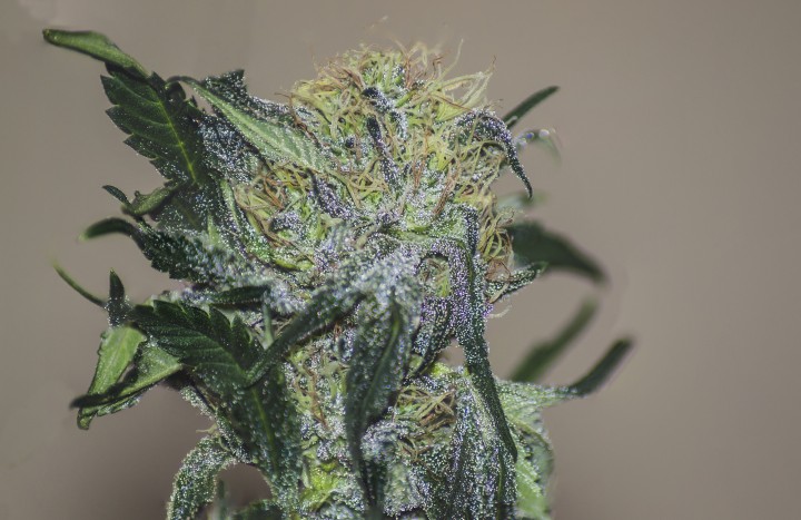 bonsai cannabis